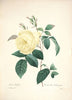 Botanical Studies Canvas Painting Vintage Posters and Prints French