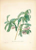 Botanical Studies Canvas Painting Vintage Posters and Prints French