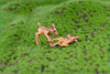 2PCS Artificial Mini Sika Deer Giraffe Fairy Garden Miniatures Gnomes