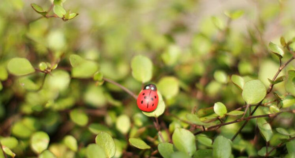 10pcs/lot Cute Mini Ladybugs Garden Miniatures Artificial