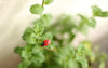 10pcs/lot Cute Mini Ladybugs Garden Miniatures Artificial