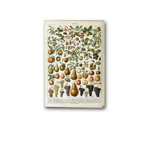 Palaeobios Plant Retro Poster Flower Animal Insect Butterfly Mushrooms