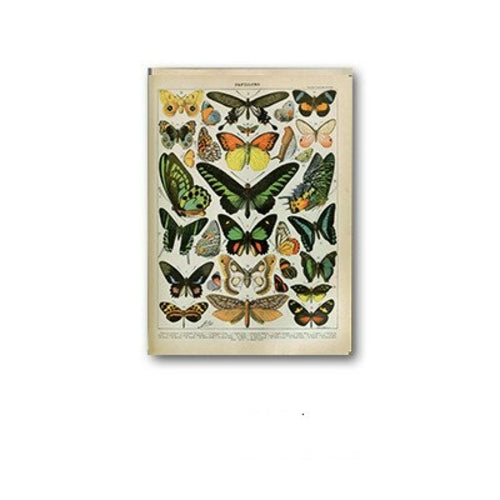 Palaeobios Plant Retro Poster Flower Animal Insect Butterfly Mushrooms