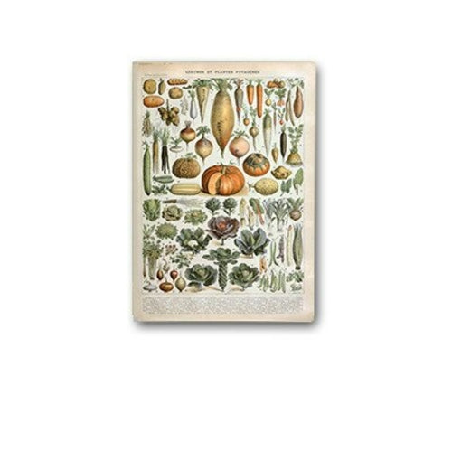 Palaeobios Plant Retro Poster Flower Animal Insect Butterfly Mushrooms