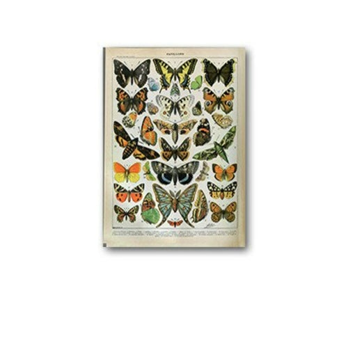 Palaeobios Plant Retro Poster Flower Animal Insect Butterfly Mushrooms