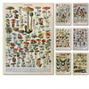 Palaeobios Plant Retro Poster Flower Animal Insect Butterfly Mushrooms