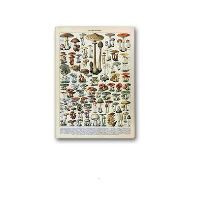 Palaeobios Plant Retro Poster Flower Animal Insect Butterfly Mushrooms